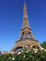 Tour Eiffel et rosier