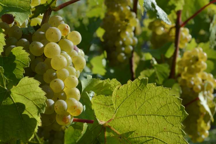 Champagne vineyards