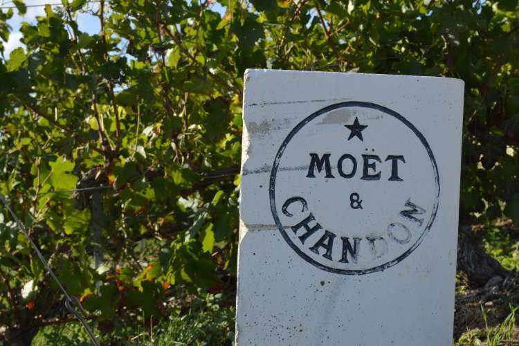 moet