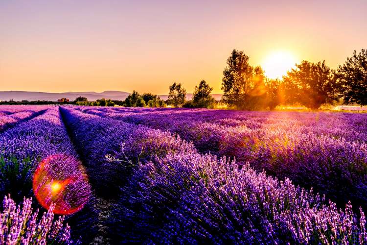 lavender_flower_province